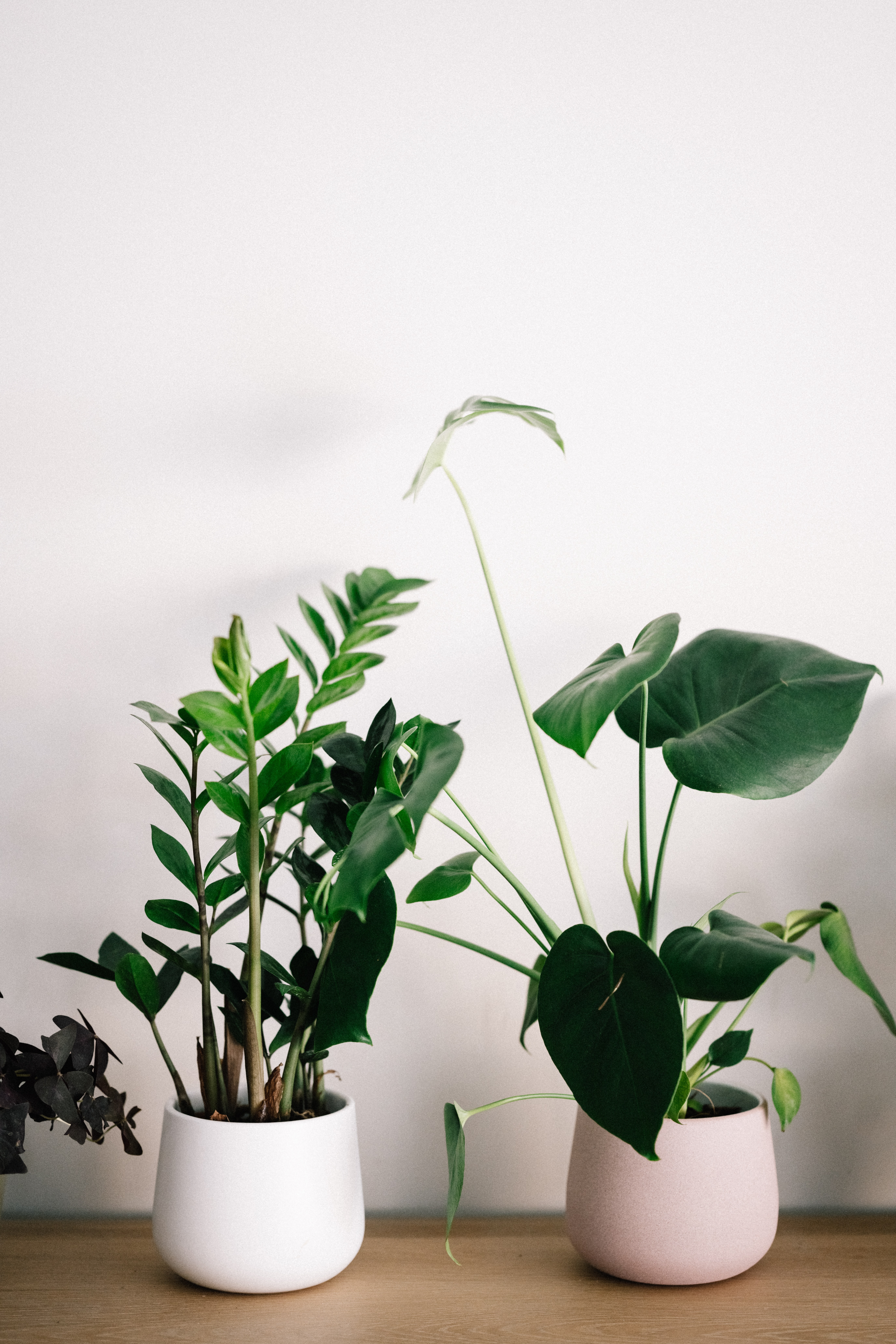 house plant guide
